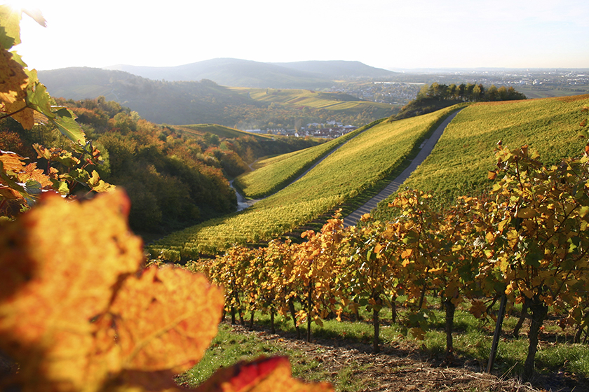 CO2-neutral und umweltschonend Heizen mit Holz.